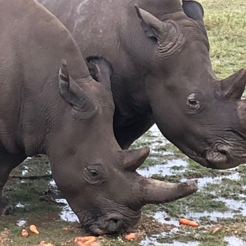 Want to help save African wildlife? Visit Africa.